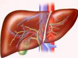 Ích lợi của việc bảo vệ gan