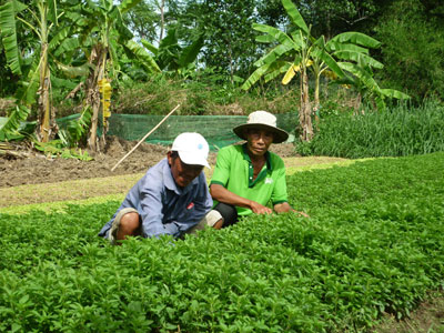 Tiến tới xây dựng thương hiệu rau sạch