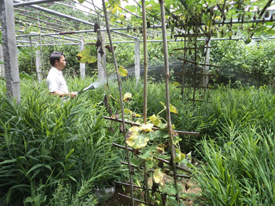 Hiệu quả nhiều mặt