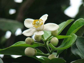 Hoa bưởi chữa chứng ngáp vặt