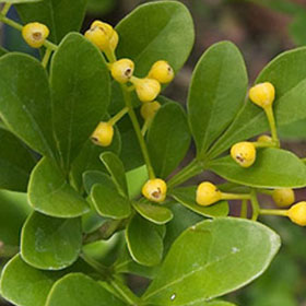 Công dụng chữa bệnh tuyệt vời của hoa ngâu