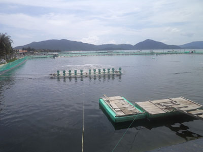 Nuôi tôm trên cát: Ẩn họa khó lường