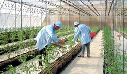 Điểm mới về thủ tục đăng ký hợp đồng chuyển nhượng quyền với giống cây trồng