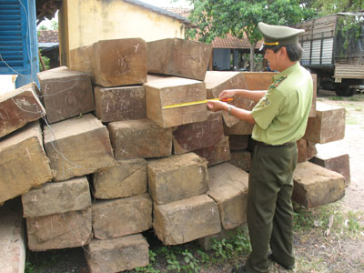 Phát hiện 428 vụ vi phạm Luật Bảo vệ và Phát triển rừng