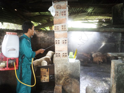 Tái phát dịch heo tai xanh