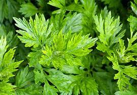 Công dụng của cây ngải cứu