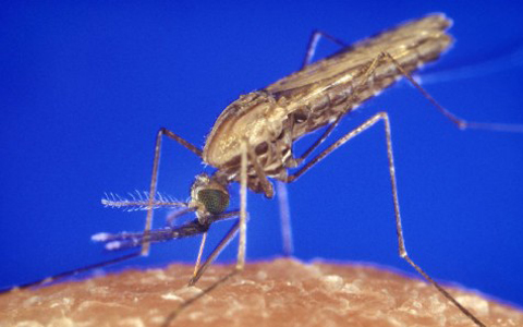 Đuổi muỗi bằng ánh sáng