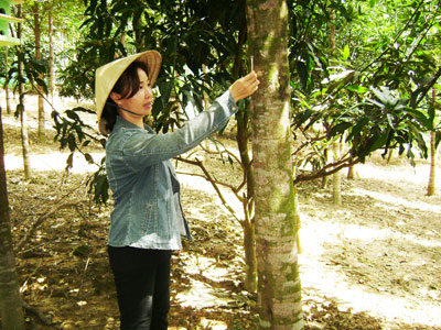 Triển vọng mới cho nghề trồng cây dó