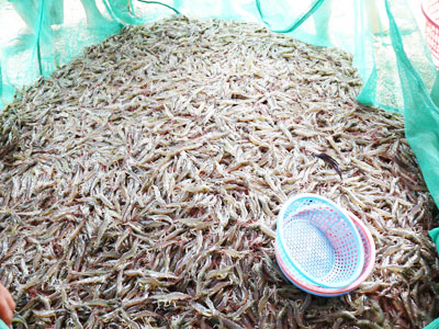 Sản lượng đạt bình quân từ 10 đến 12 tấn/ha