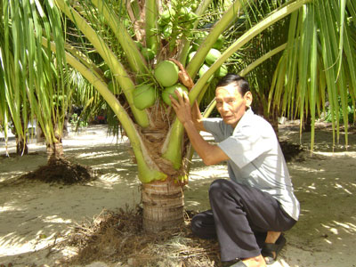 Đậm đà hương vị dừa Tuần Lễ