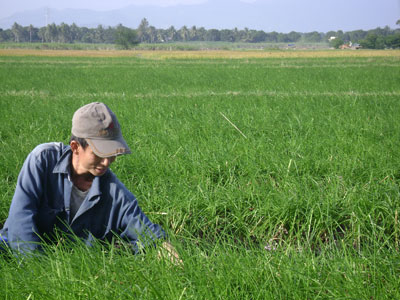 Ảnh: Giá kiệu cao, người trồng kiệu vui mừng vì một năm được mùa, được giá. (DSC 2105)