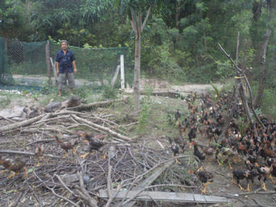 Mô hình nuôi gà thả vườn ở Vĩnh Hòa đã phát huy hiệu quả tiềm năng đất đai, lao động địa phương. (DSC 606) 