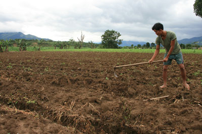 Băn khoăn “bài toán” thiếu giống mía tím