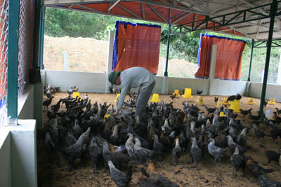 Đầu tư 5,5 tỷ đồng xây dựng mô hình trang trại gà H’mông