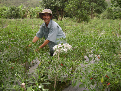 Giá ớt tăng, nông dân phấn khởi