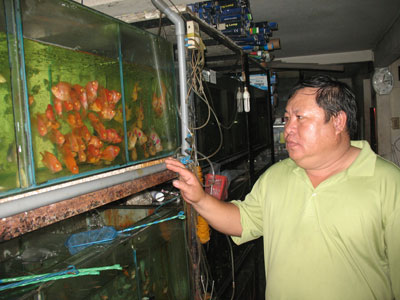 Sản xuất thành công giống 3 loài cá cảnh biển