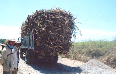 Xe chở mía quá tải trọng là một trong những nguyên nhân làm xuống cấp các con đường giao thông