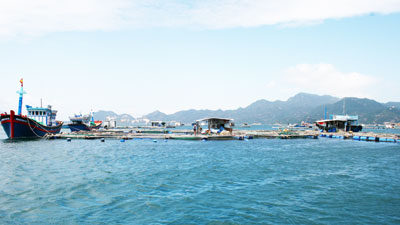 Giá tôm hùm giảm còn 2,2 triệu đồng/kg