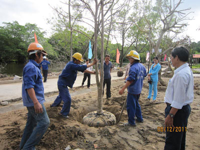 Cây dó bầu Khánh Hòa được trồng tại Khu tưởng niệm Bác Hồ ở tỉnh Cà Mau. 