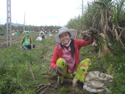 Thu hoạch rộ kiệu Tết