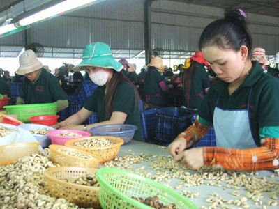 Thụ hưởng chương trình khuyến công quốc gia, Công ty TNHH Chế biến hạt điều Sao Việt (huyện Vạn Ninh) đã mạnh dạn đầu tư máy móc, thiết bị, ổn định sản xuất, giải quyết việc làm cho lao động nông thôn.