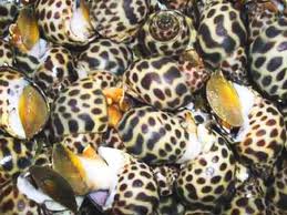 “Trúng” thì lớn, “thua” cũng đậm