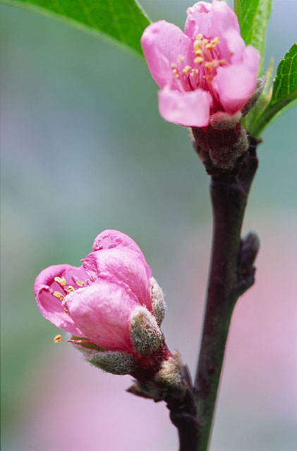 Là một cõi lòng