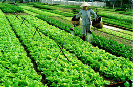 Hỗ trợ việc áp dụng Quy trình thực hành sản xuất nông nghiệp tốt