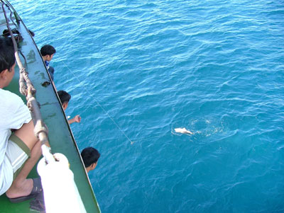 Kỳ thú câu cá ở Trường Sa