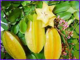 Khế - dược liệu đa năng