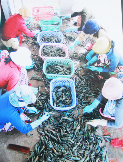Thu hoạch tôm sú ở Cam Ranh.