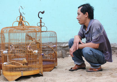 Thú chơi chim chào mào