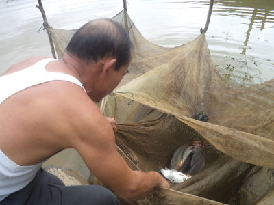 Định hướng cho nghề nuôi cá nước ngọt