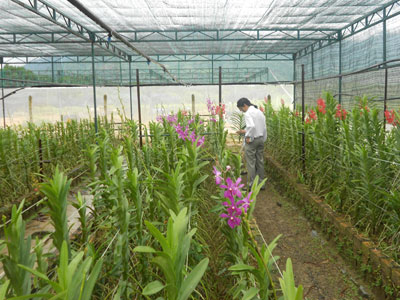 Đa dạng hóa sản phẩm nông nghiệp