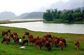 Thành công trong việc xét nghiệm máu phát hiện mầm bệnh bò điên ở Anh