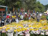 Giá hoa Tết tăng cao