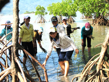 Người dân xa Nich Ích, thị xa Ninh Hòa tham gia trồng rừng ngập mặn.