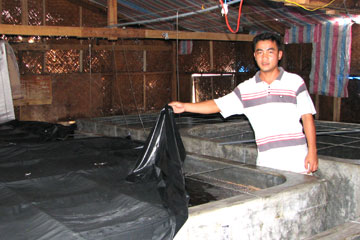 122 trại sản xuất tôm sú giống hoạt động cầm chừng