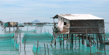 Thả nuôi ốc hương ở đầm Nha Phu.