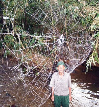 Nhện Caerostris darwin giăng tơ kỷ lục trong loài nhện - (Ảnh: Bacroft Media) 