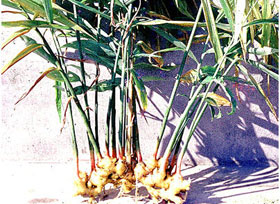 Trị ho bằng lá me, gừng, chanh