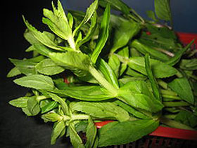 Rau ngổ ngừa sỏi thận