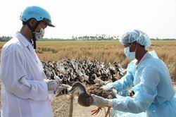 Xét nghiệm các trường hợp nghi ngờ ổ dịch cúm gia cầm