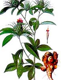 Vị thuốc từ bạch truật