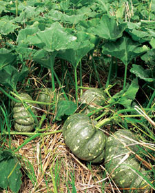 Một số bài thuốc từ cây bí ngô