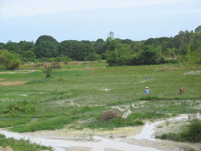 Quan ngại từ cánh đồng Tân Phú