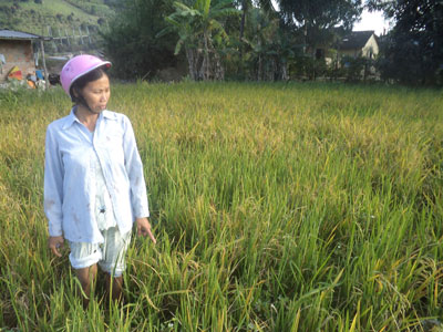 Nạn chuột đang phá hoại nhiều diện tích lúa Đông Xuân.