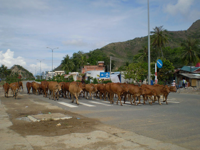 Ứng dụng khoa học công nghệ tăng chất lượng đàn bò