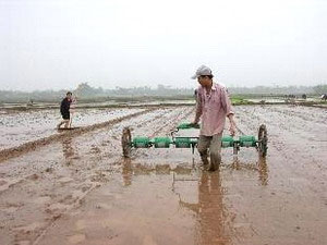 Gieo thẳng lúa theo hàng bằng dụng cụ kéo tay giúp nâng cao năng suất lao động. 