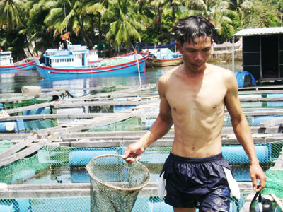 Khánh Hòa có hơn 19 ngàn lồng nuôi tôm hùm